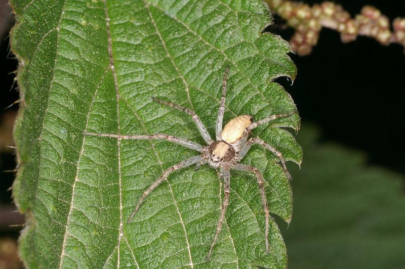 Philodromus_aureolus_D4990_Z_91_Les Gris_Frankrijk.jpg